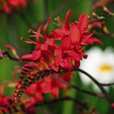 T&M Crocosmia Lucifer Flower