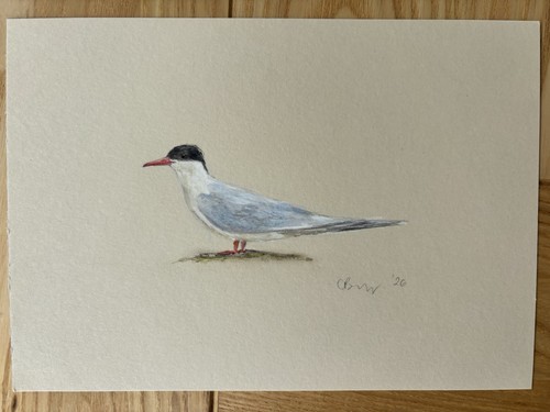 Original artwork arctic - original, tern