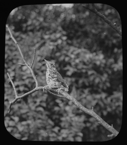 Glass magic lantern slide - glass,