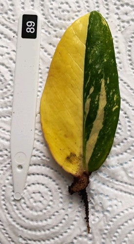Zamioculcas zamiifolia - zamioculcas,