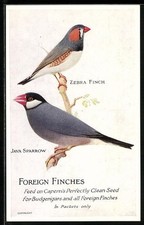 Postcard Zebra Finch, Java