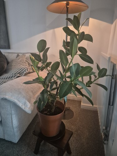 Large bushy ficus - bushy,