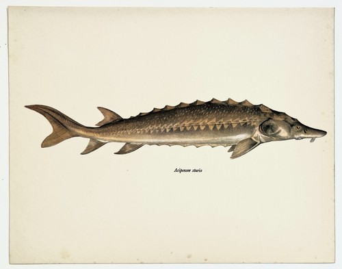 Sturgeon vintage fish - vintage,