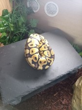 Large natural slate basking - large,