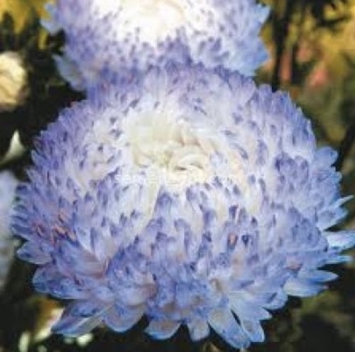 150 aster flambir peony - 150,