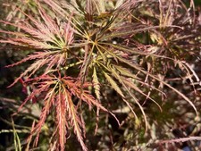 Acer palmatum dissectum Emma in 3L pot  Maple