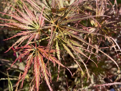 Acer palmatum dissectum emma - acer,