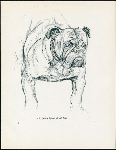 Bulldog vintage 1937 dog art - vintage,