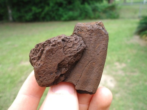 Rare ground sloth - ground, skull