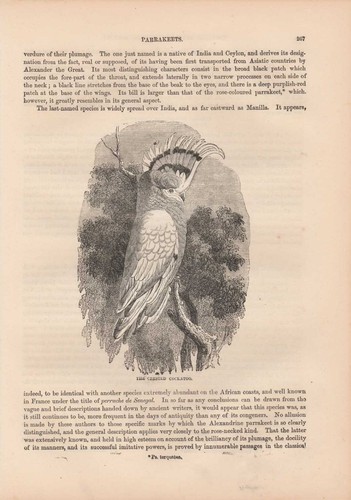 Crested cockatoo cacatuidae - cockatoo,