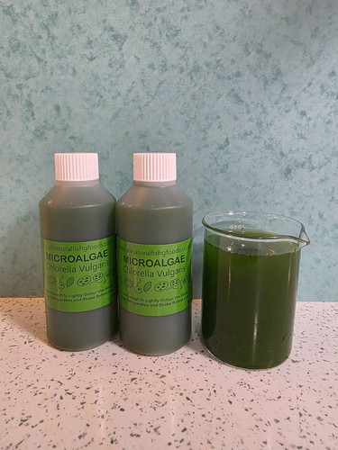 Live green water culture 2 - -,