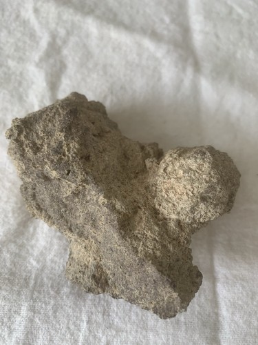Dinosaur bone 8 - dinosaur, £8