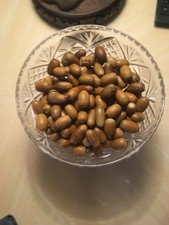 100  ACORNS SEEDS OAK ENGLISH