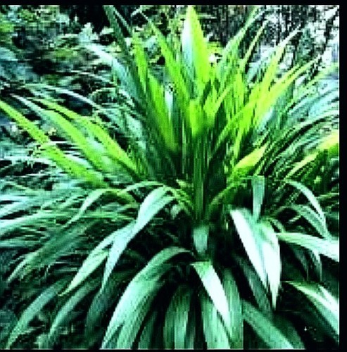 Palm grass tall x2 - palm,