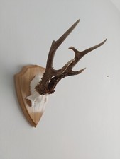 Roe Buck Deer Skull Antlers