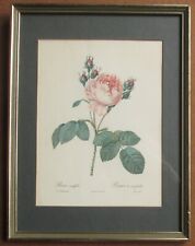 P.J. Redoute / Couten Stipple