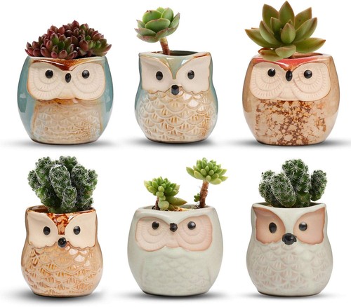T4u 6cm ceramic - ceramic, succulent