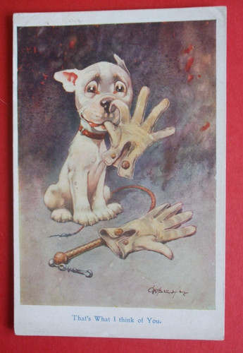 Old studdy dogs - e, dog