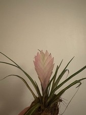 Tillandsia Cyanea Bromeliad