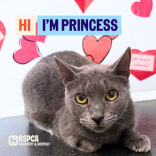 Donate To Help Cats Like