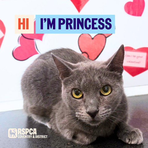 Donate help cats - donate, to
