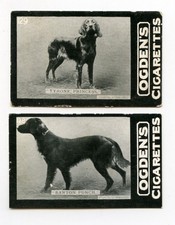 IRISH SETTER Red Gun Dog Vintage Cigarette Cards C. 1902 Ogdens Tab x 2  Named