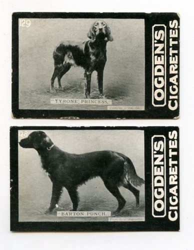 Irish setter red - irish, dog