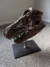 Hand-Cast T-Rex Dinosaur Skull