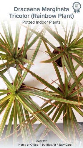 Dragon plant dracaena - dragon, plant-