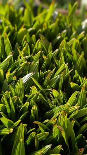Palm tree seedlings - x,