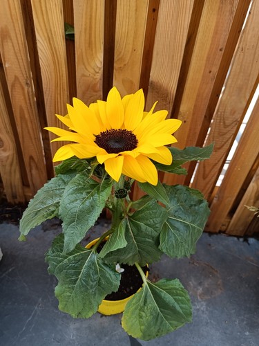 Sunflower plant 30cm 12cm - sunflower,