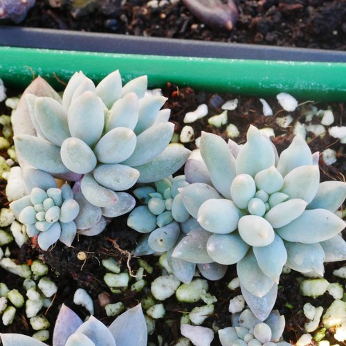 Pachyphytum love beauty 4cm - beauty,