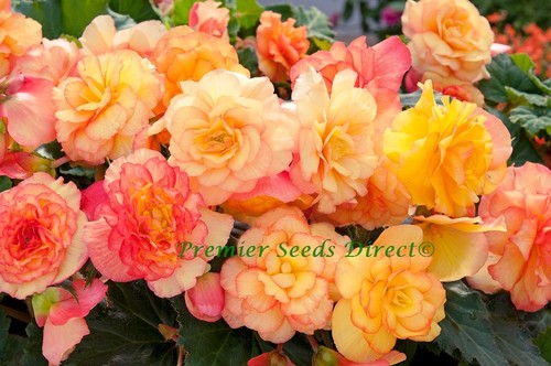 Flower begonia tuberous top - tuberous,