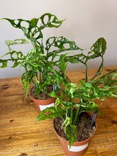 Monstera Obliqua Peru 12cm