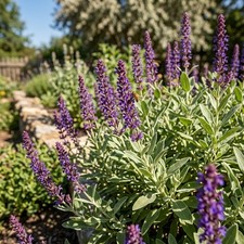 350pcs Sage Seeds Fragrant