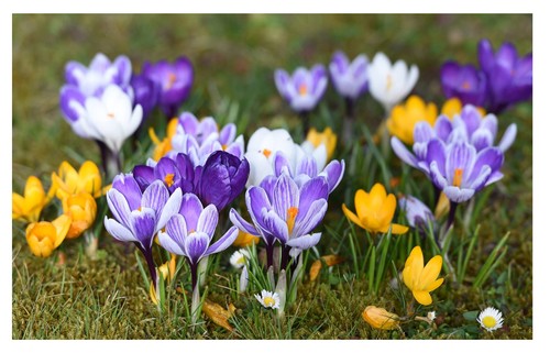 Large flowering crocus - x,