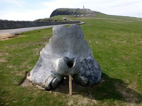 Photo whale bone view to - photo,