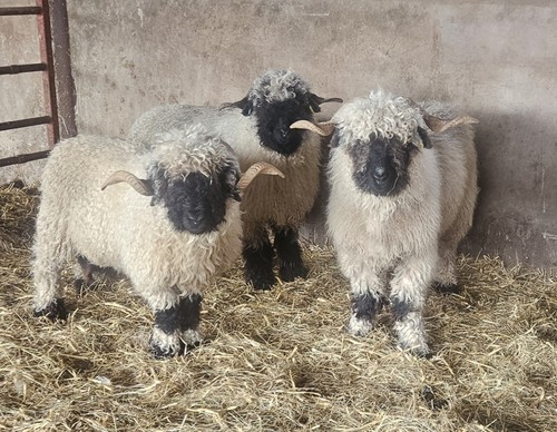 Raw valais blacknose fleeces - raw,