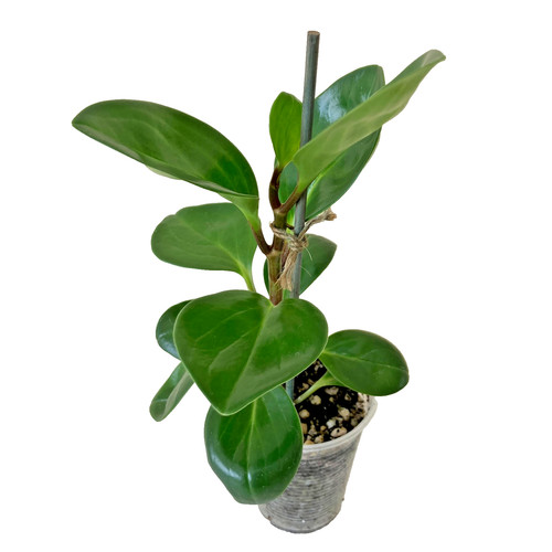 Peperomia obtusifolia baby - peperomia, (baby