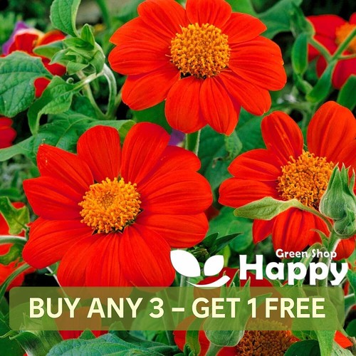 The mexican sunflower scarlet - mexican,