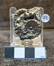 Pyrite Jurassic Ammonite