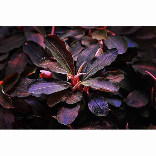 Bucephalandra mixed pack live - pack,