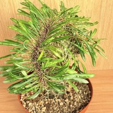 Pachypodium lamerei f. crestata, pot 14 cm (Code N 106)