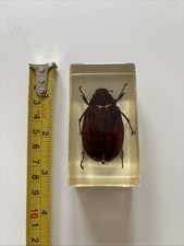 Real May June July Beetle Bug Melolonthinae Insect Specimen Resin Taxidermy