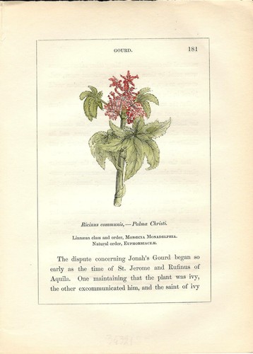 Antique print bible plants - antique,