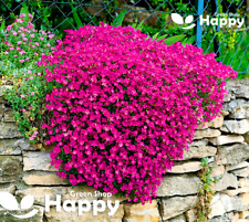 ROCK CRESS CASCADE RED - 300 SEEDS - Aubrieta cultorum hybrida - ROCKERY FLOWER