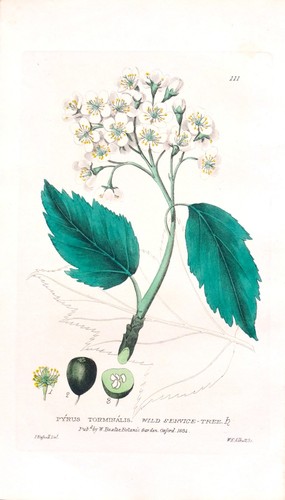 Antique botanical print pyrus - antique,