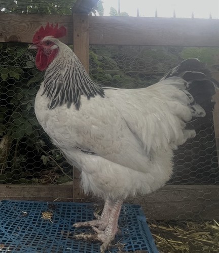 12x pure light sussex - light, eggs