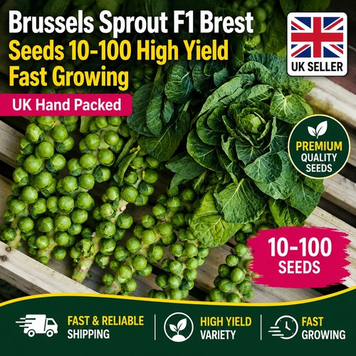Brussels sprout brest - brest, seeds