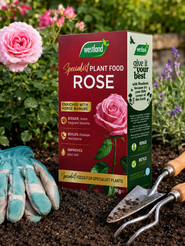 Westland specialist rose - westland,
